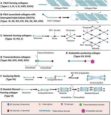 Collagen Biosynthesis, Processing, and Maturation in Lung Ageing